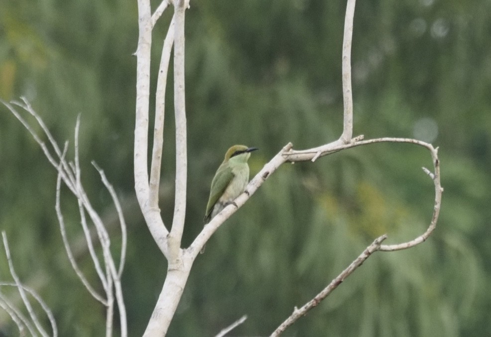 Asian Green Bee-eater - Bahtiyar Kurt