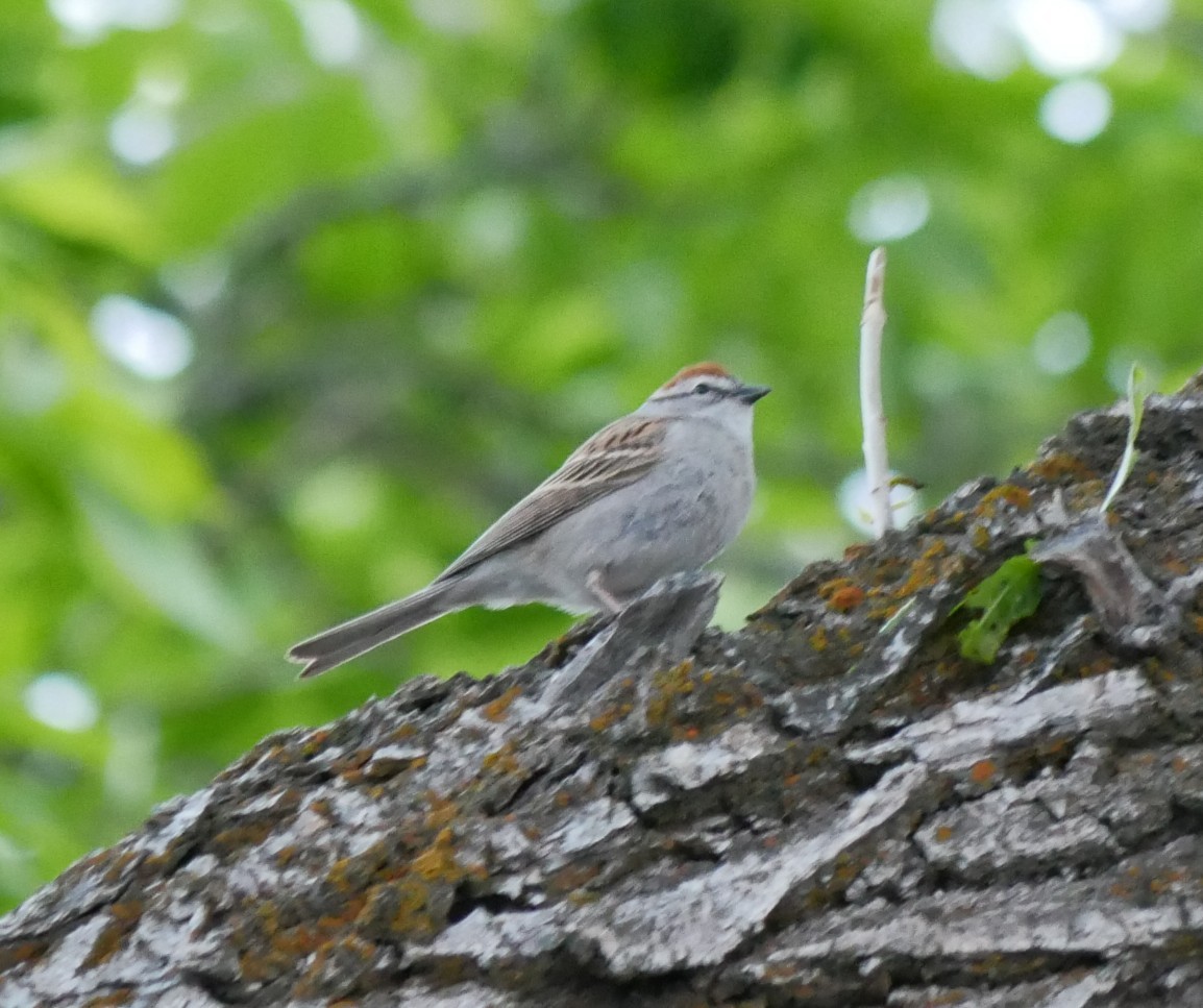Chipping Sparrow - ML618809560