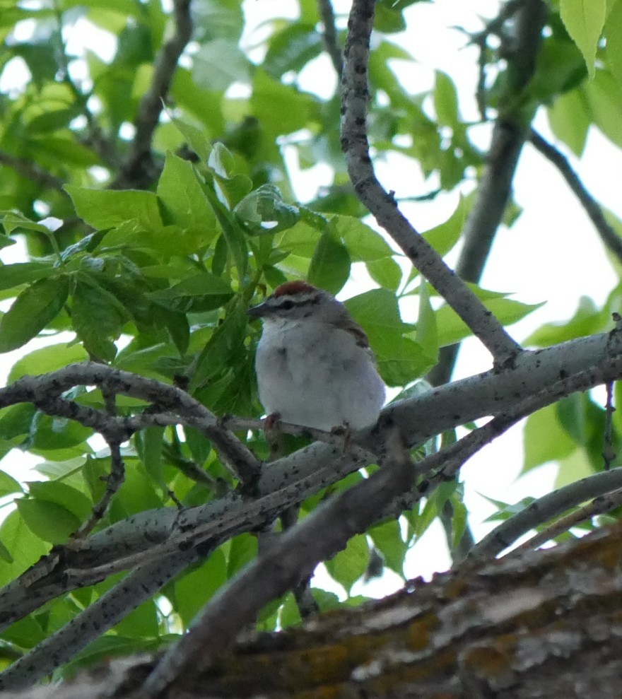 Chipping Sparrow - ML618809561
