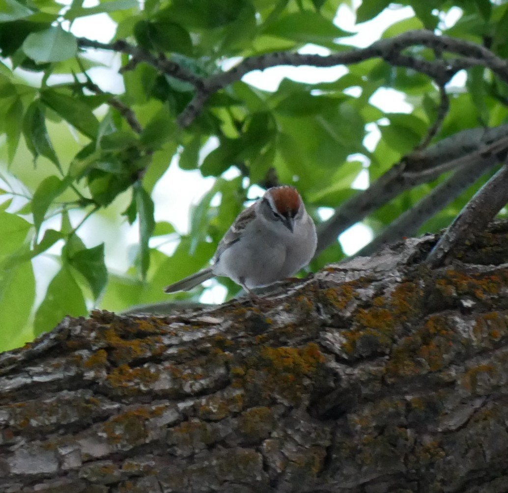 Chipping Sparrow - Devin Houmand