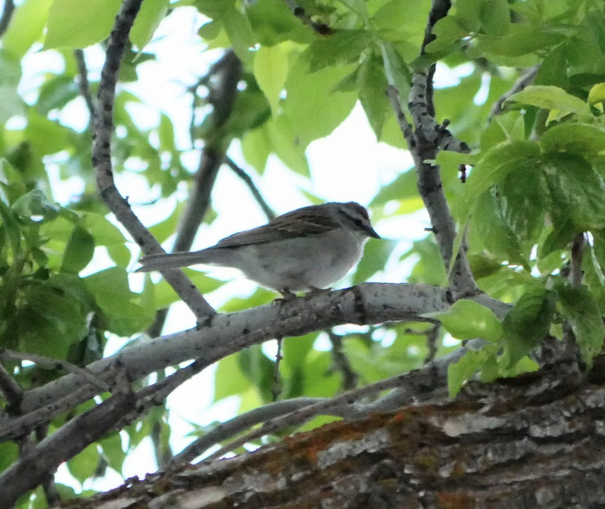 Chipping Sparrow - ML618809563