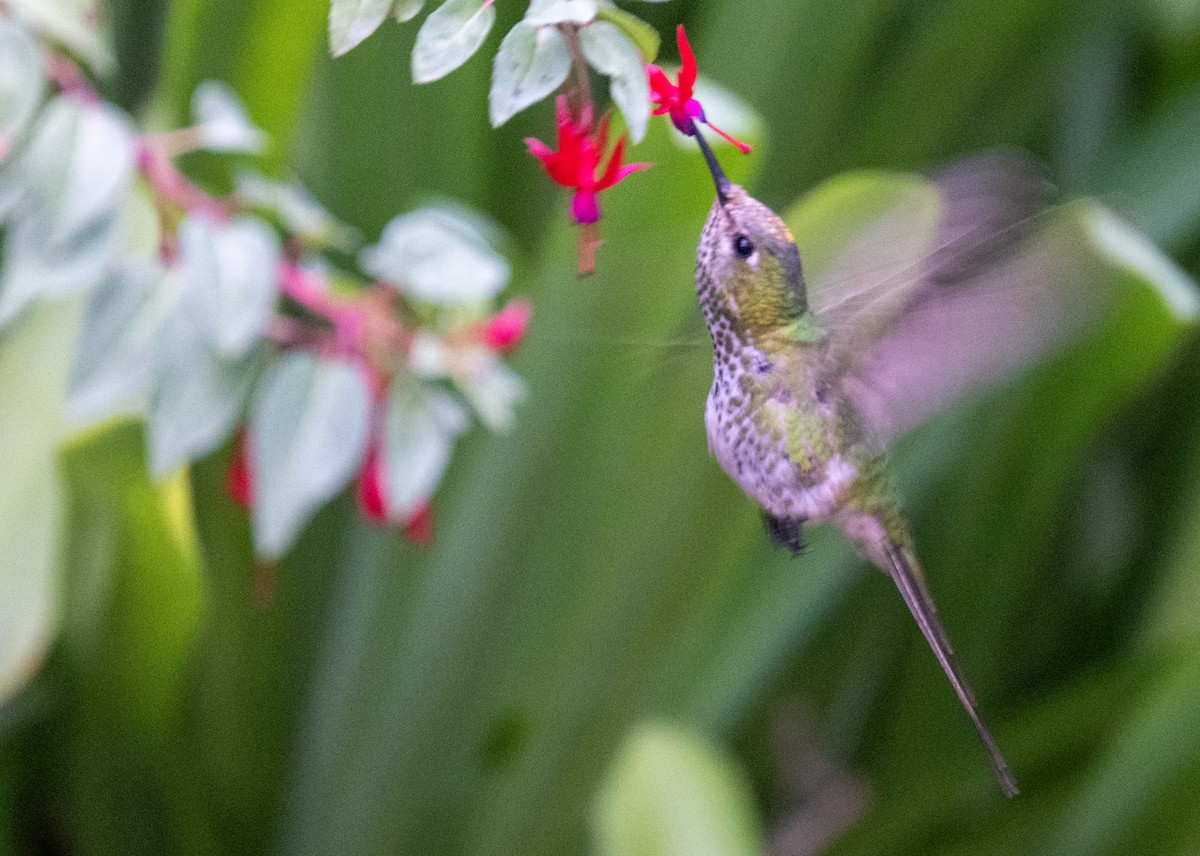 Many-spotted Hummingbird - ML618809572