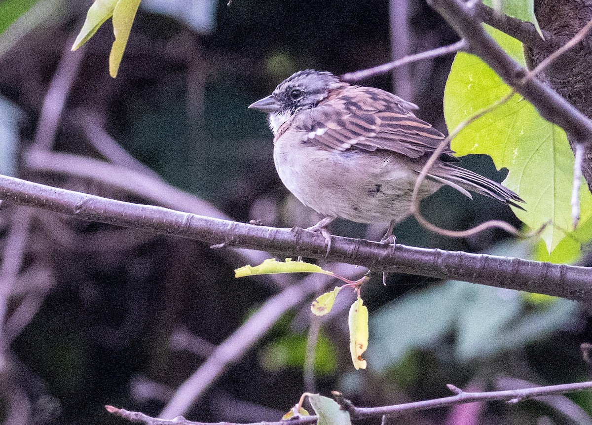 Rufous-collared Sparrow - Gerhard Josef Bauer