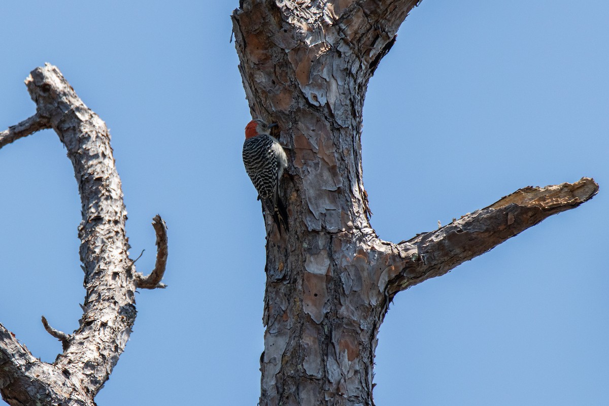Red-bellied Woodpecker - ML618809609