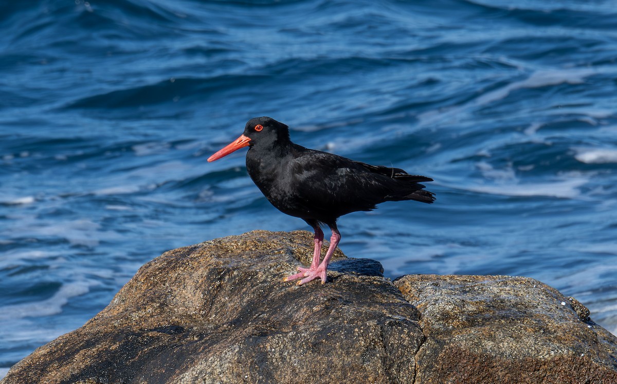 Sooty Oystercatcher - Philip Griffin