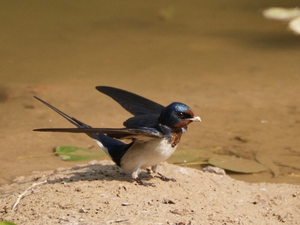 Barn Swallow - Ling Gan