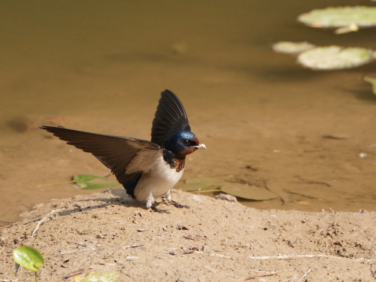 Barn Swallow - Ling Gan