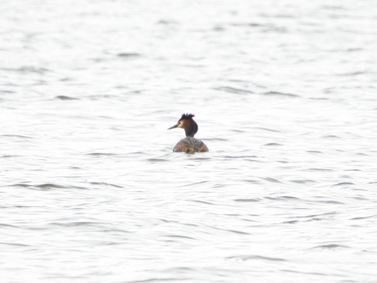 Great Crested Grebe - ML618809676