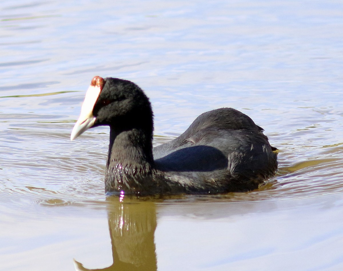 Red-knobbed Coot - Sue Oertli