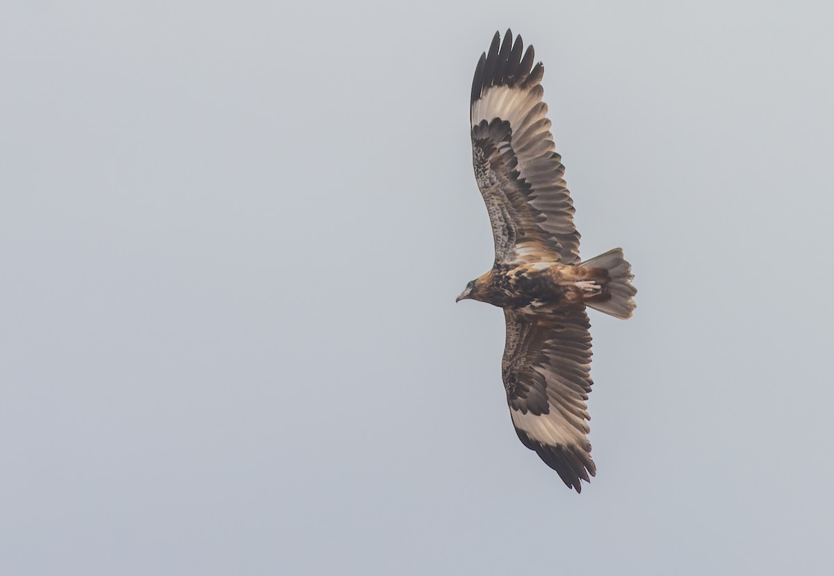 Black-breasted Kite - ML618809740