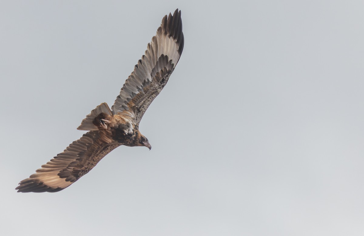 Black-breasted Kite - ML618809743