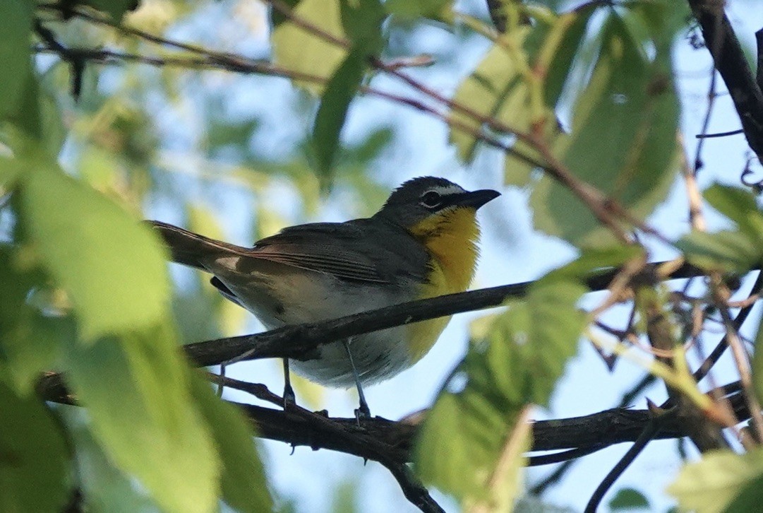 Yellow-breasted Chat - ML618809745
