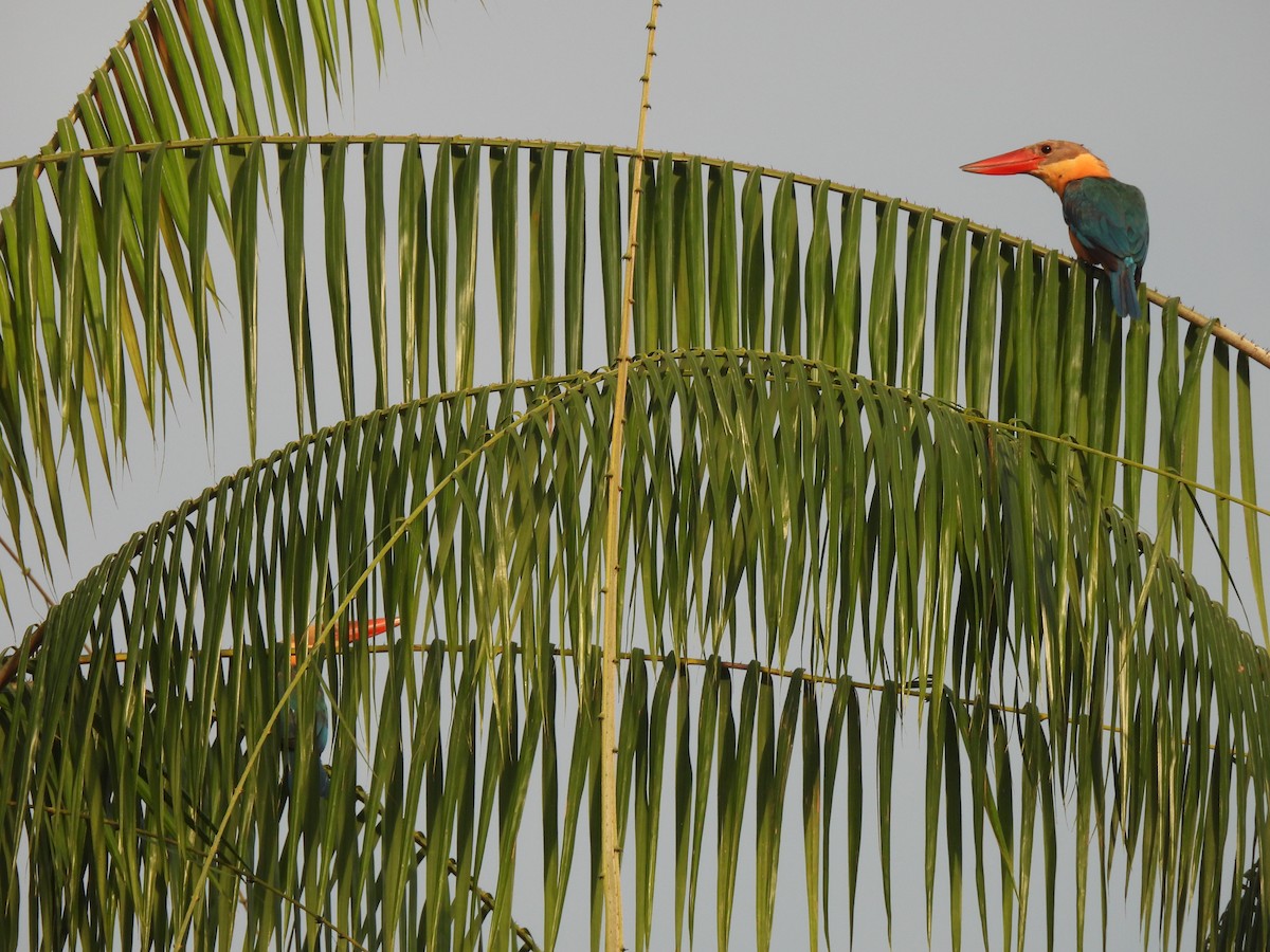 Stork-billed Kingfisher - Joan Theng