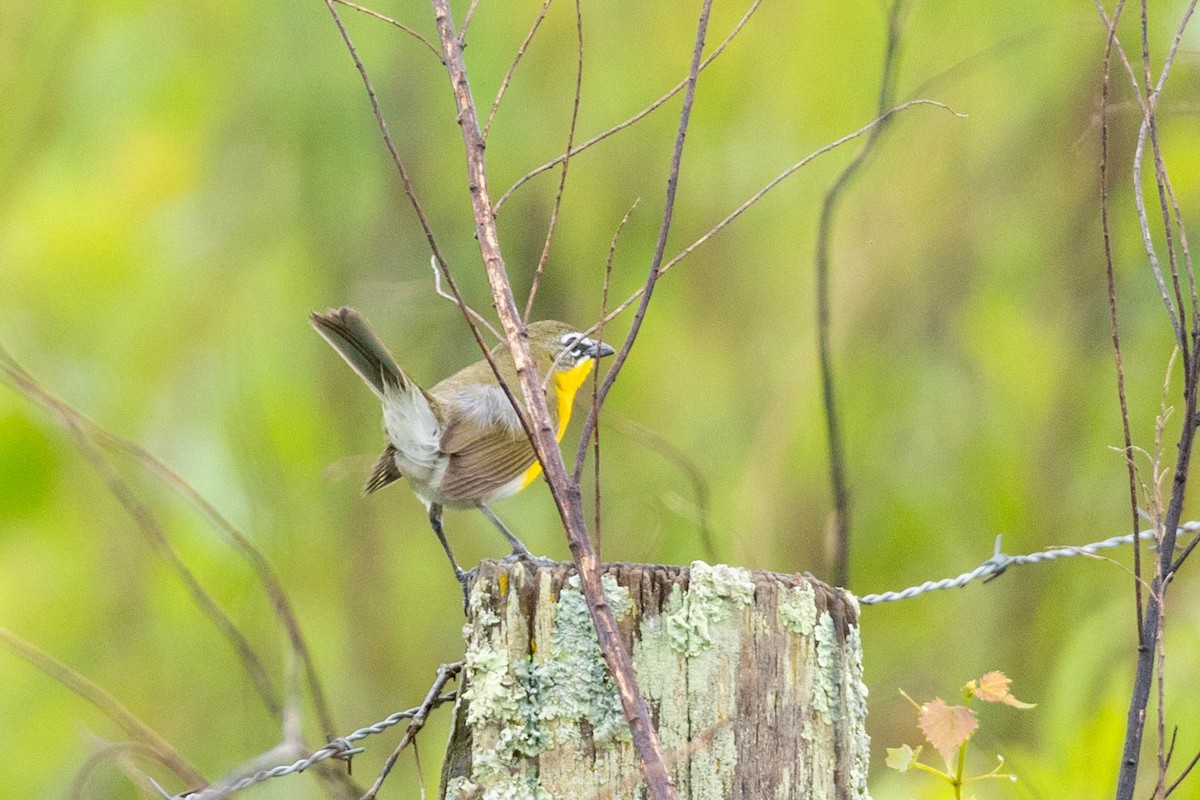 Yellow-breasted Chat - ML618809771