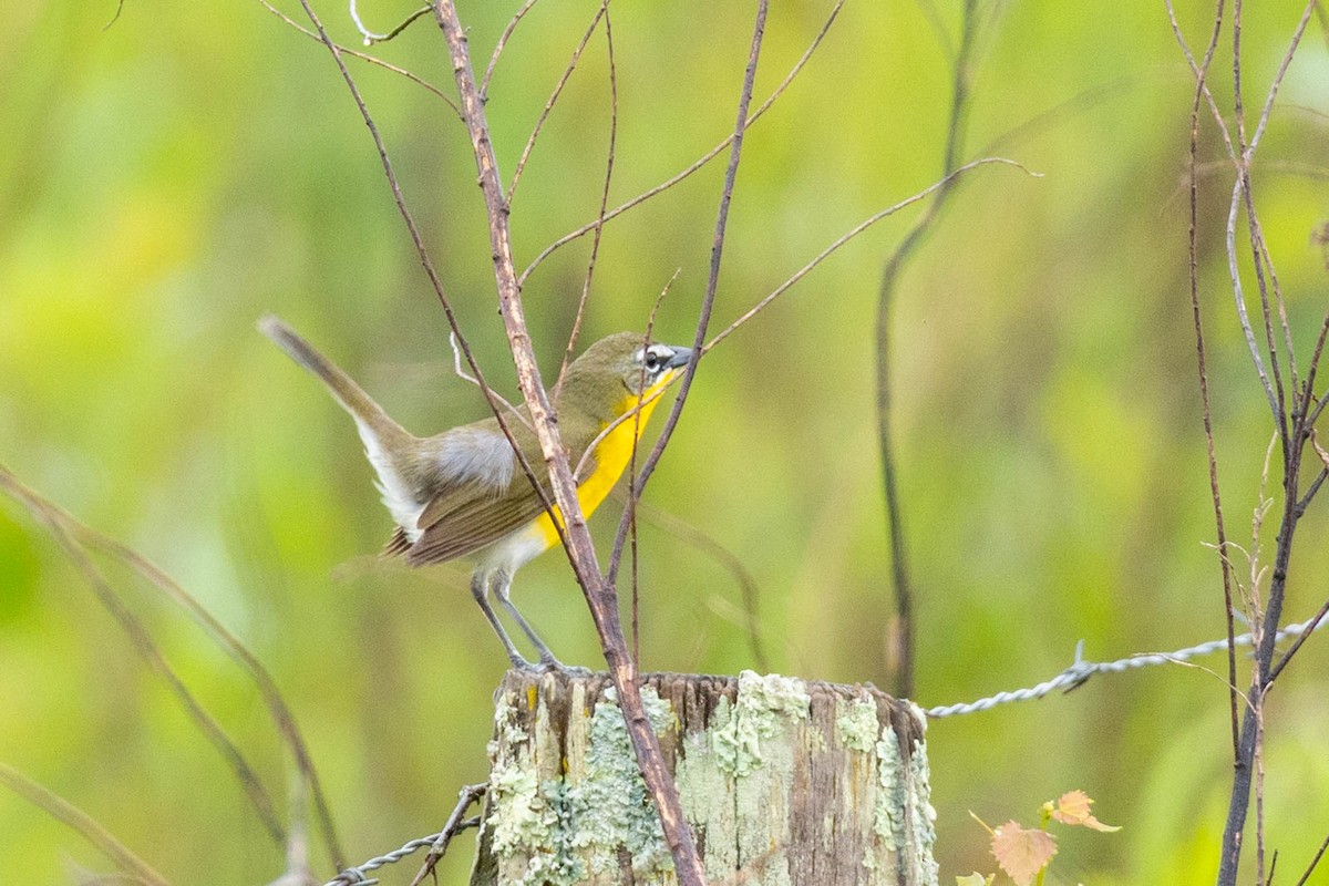 Yellow-breasted Chat - ML618809772