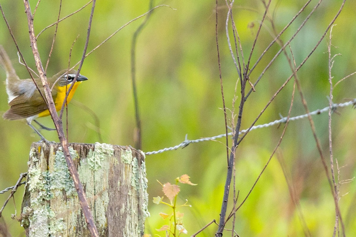 Yellow-breasted Chat - ML618809773