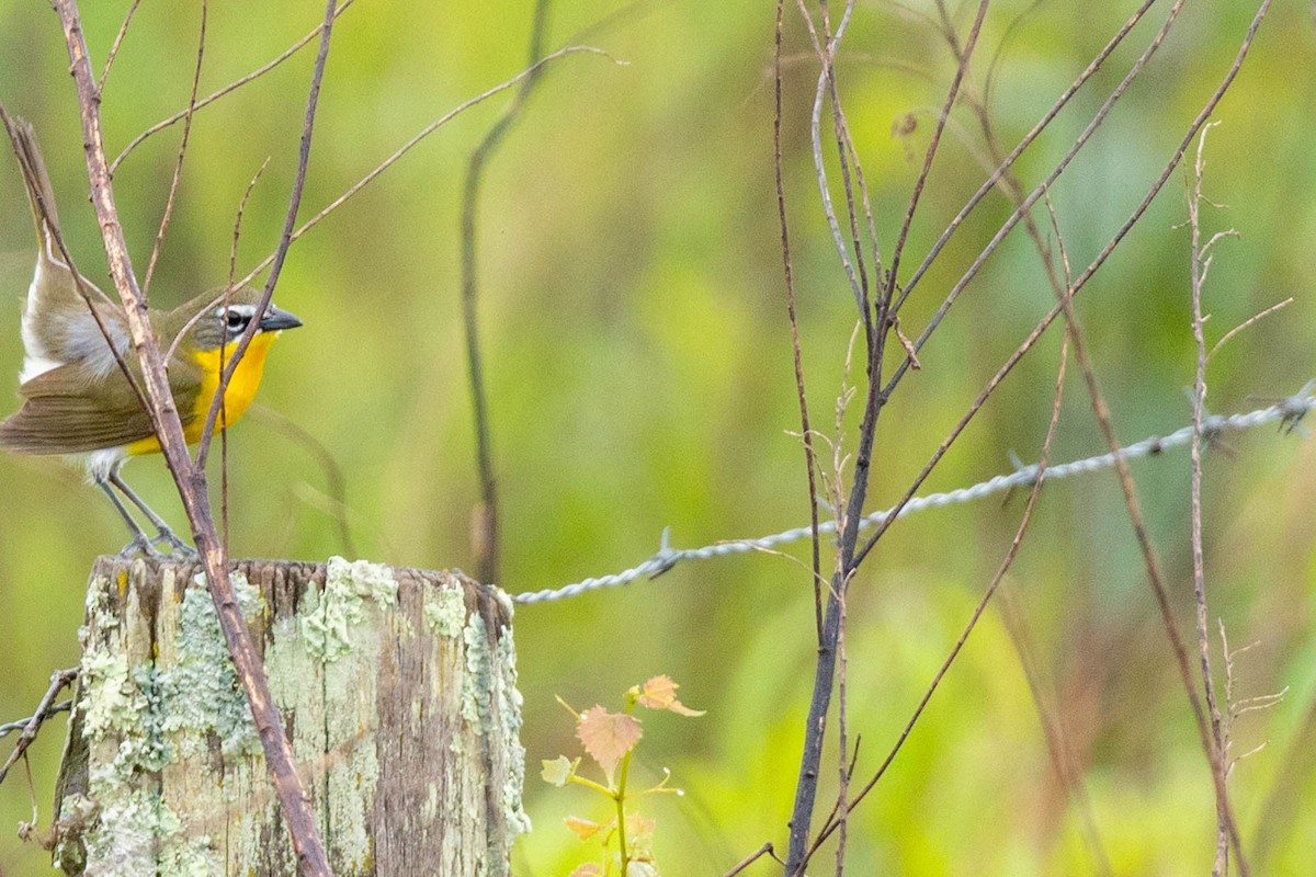 Yellow-breasted Chat - ML618809774