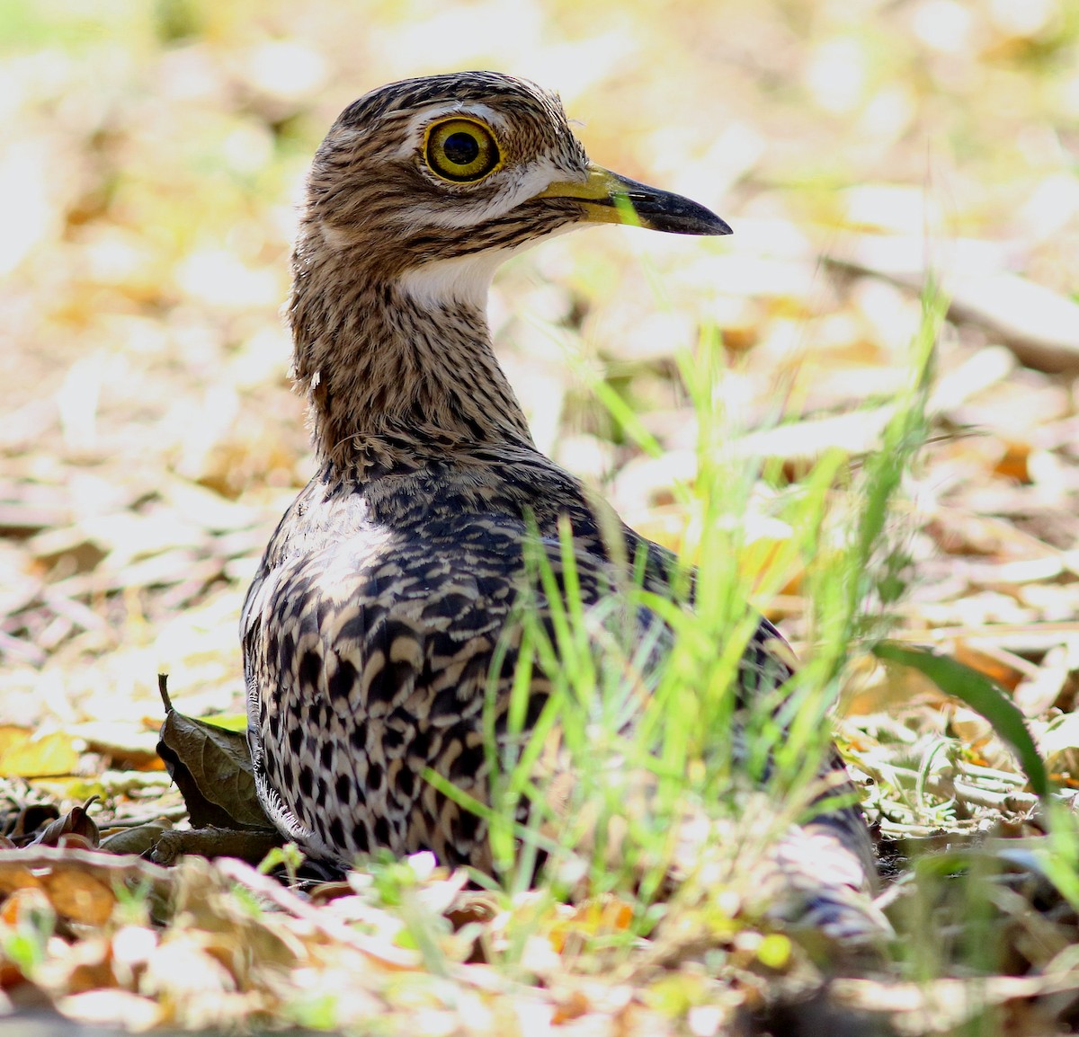 Spotted Thick-knee - ML618809788