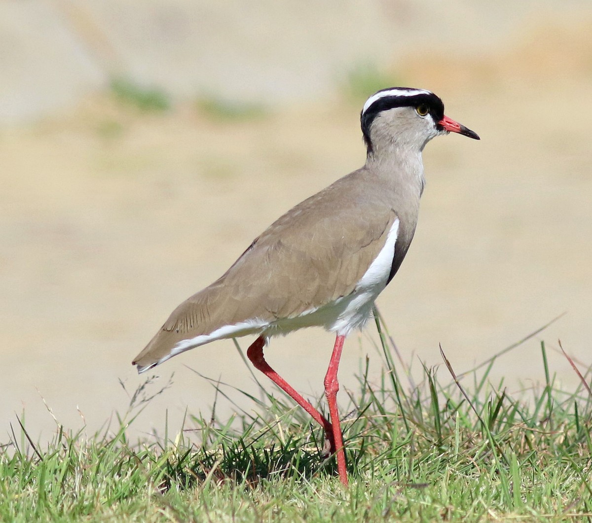 Crowned Lapwing - ML618809810
