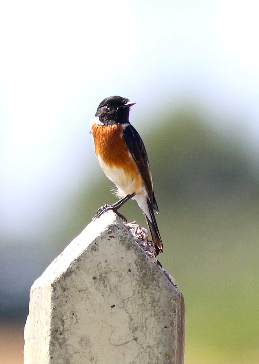 African Stonechat (African) - ML618809830