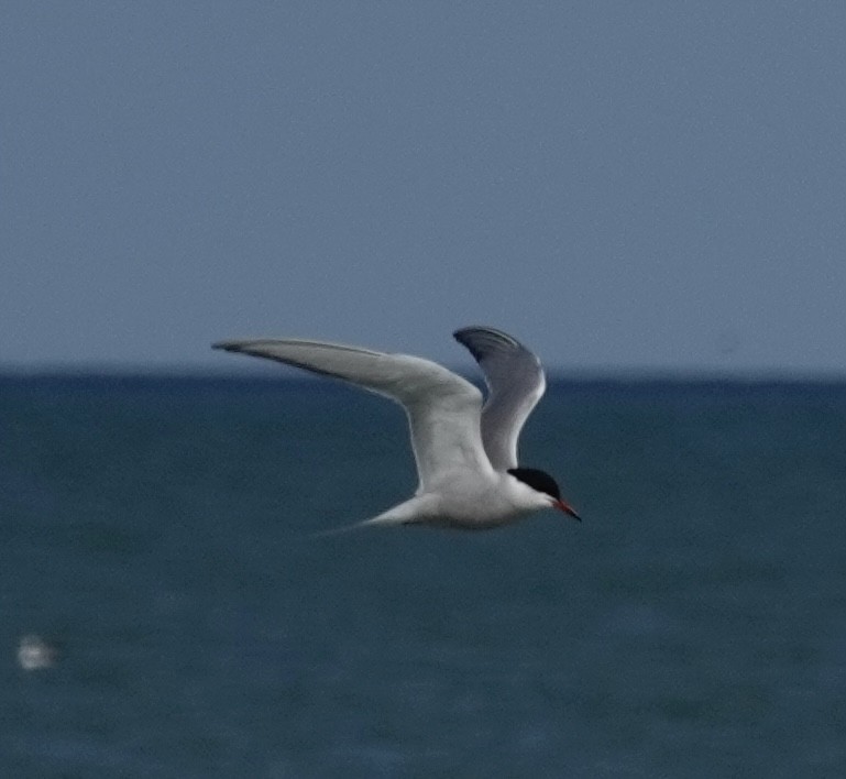 Common Tern - Jill Punches