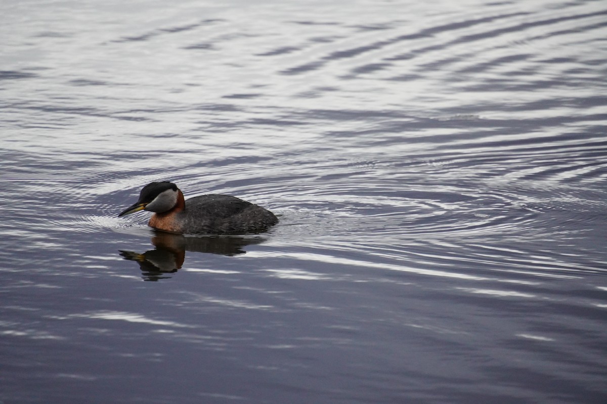 Red-necked Grebe - ML618809879