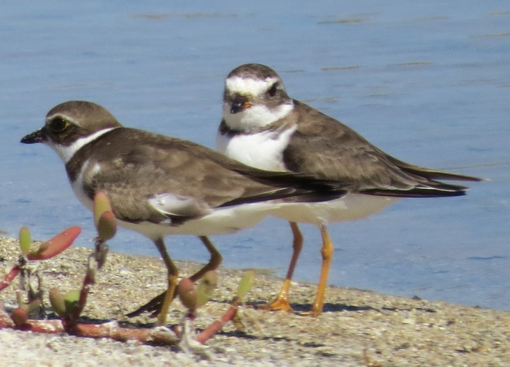Semipalmated Plover - ML618809898