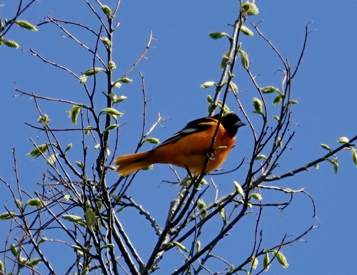 Baltimore Oriole - Jill Punches