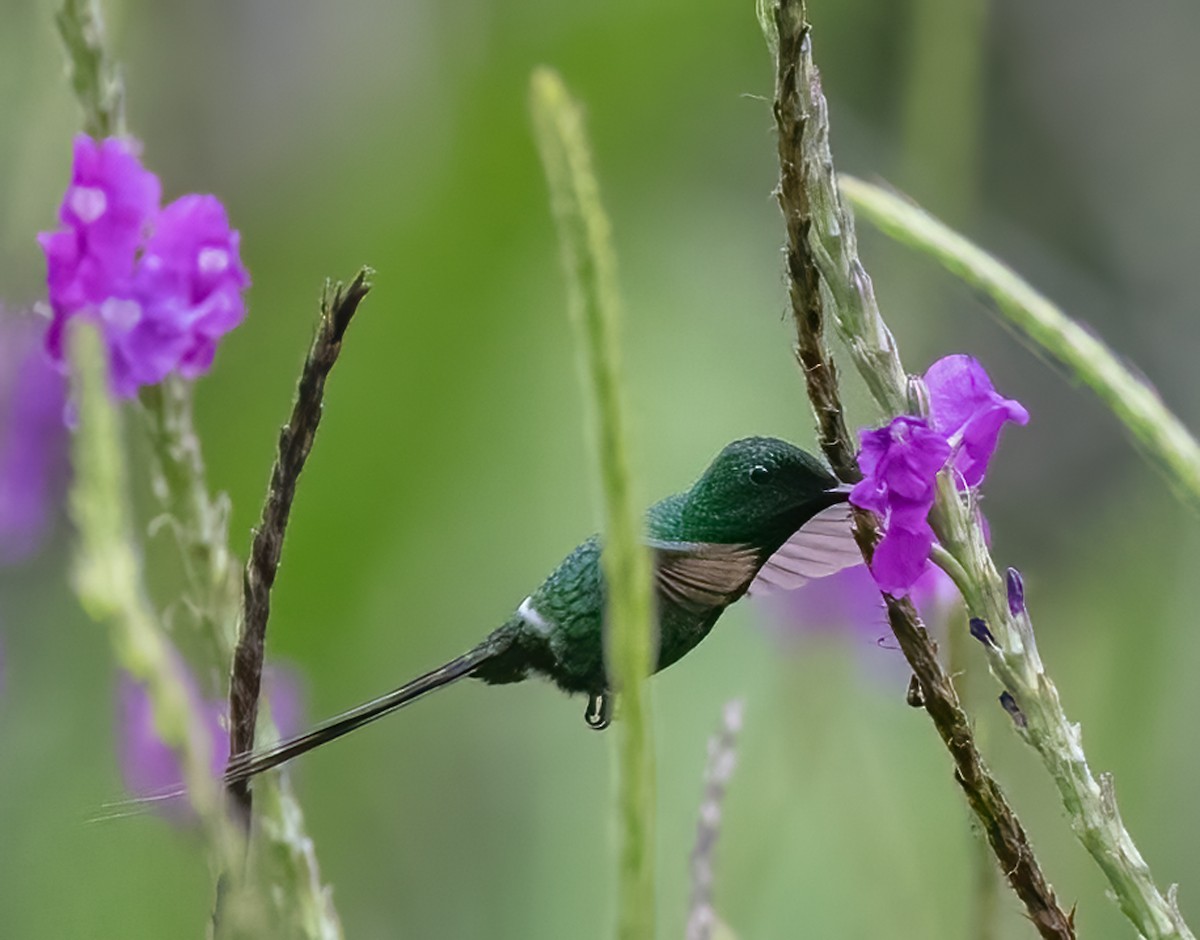 Green Thorntail - Tracy Kaminer