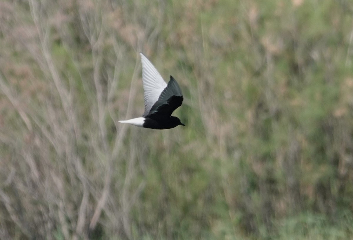 White-winged Tern - Edurne Ugarte
