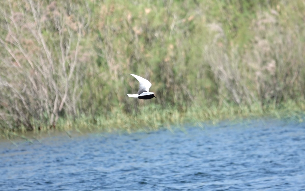 White-winged Tern - ML618809939