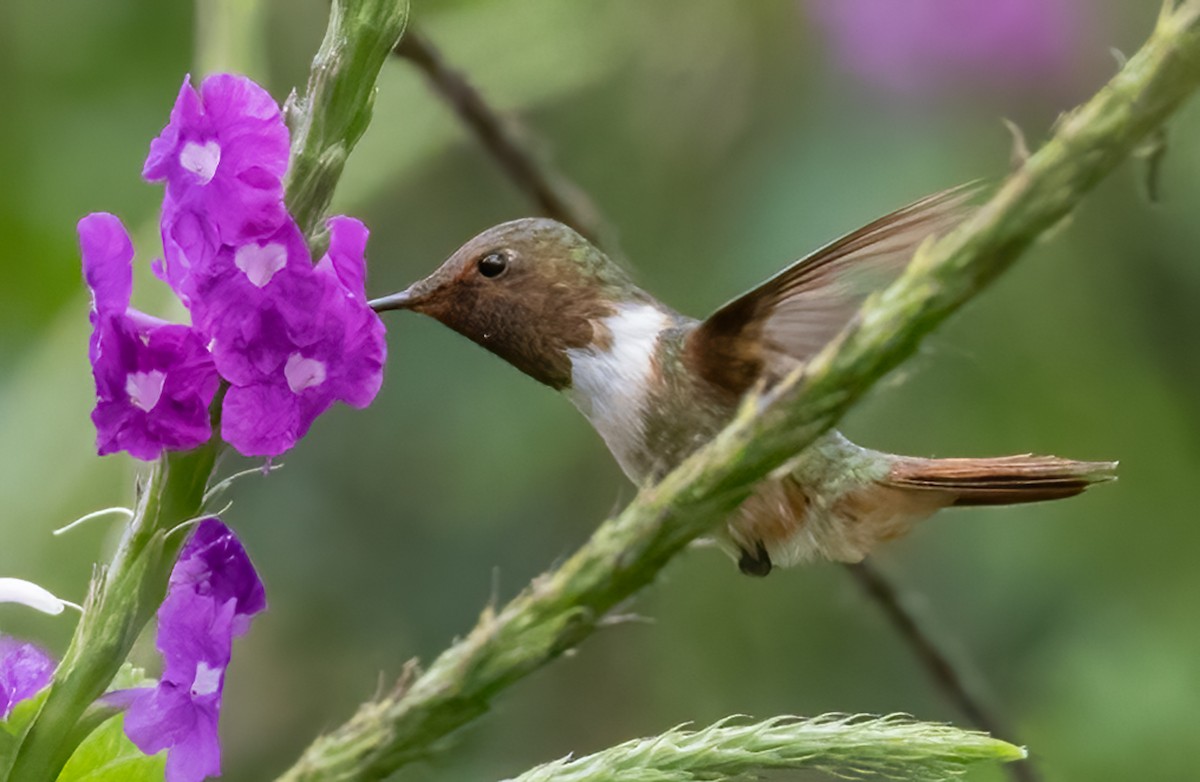 Scintillant Hummingbird - Tracy Kaminer