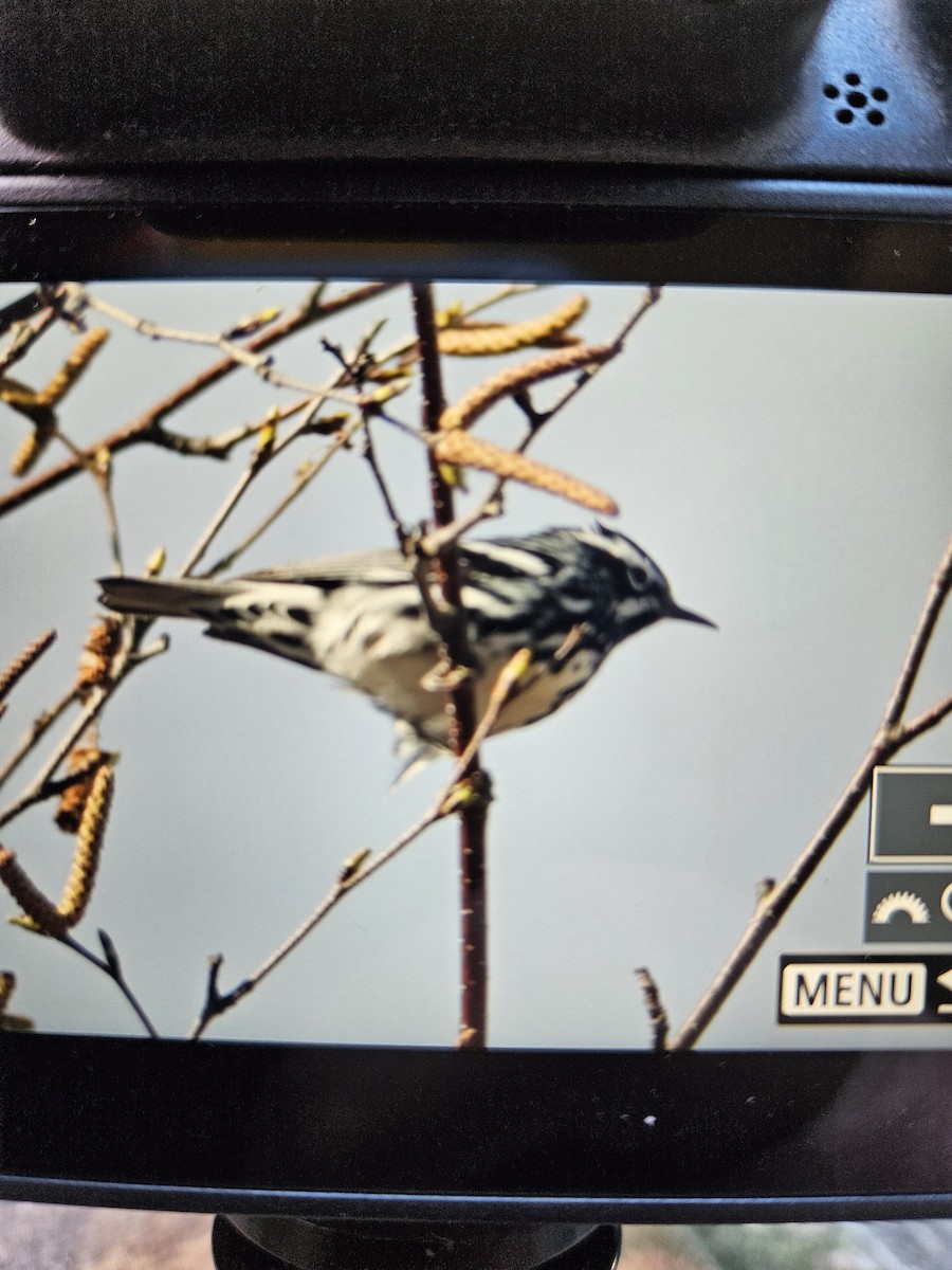 Black-and-white Warbler - Dary Tremblay