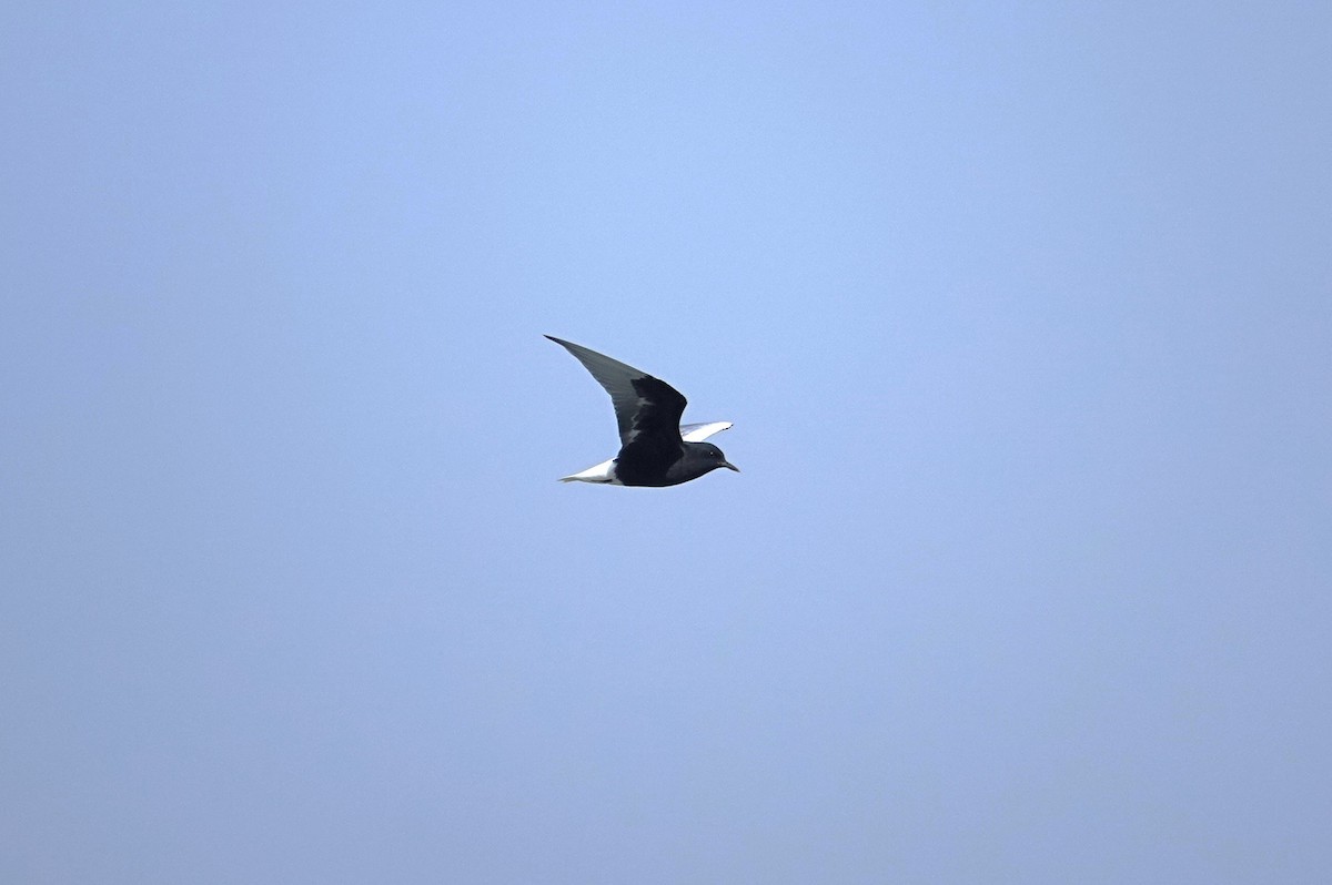 White-winged Tern - Edurne Ugarte