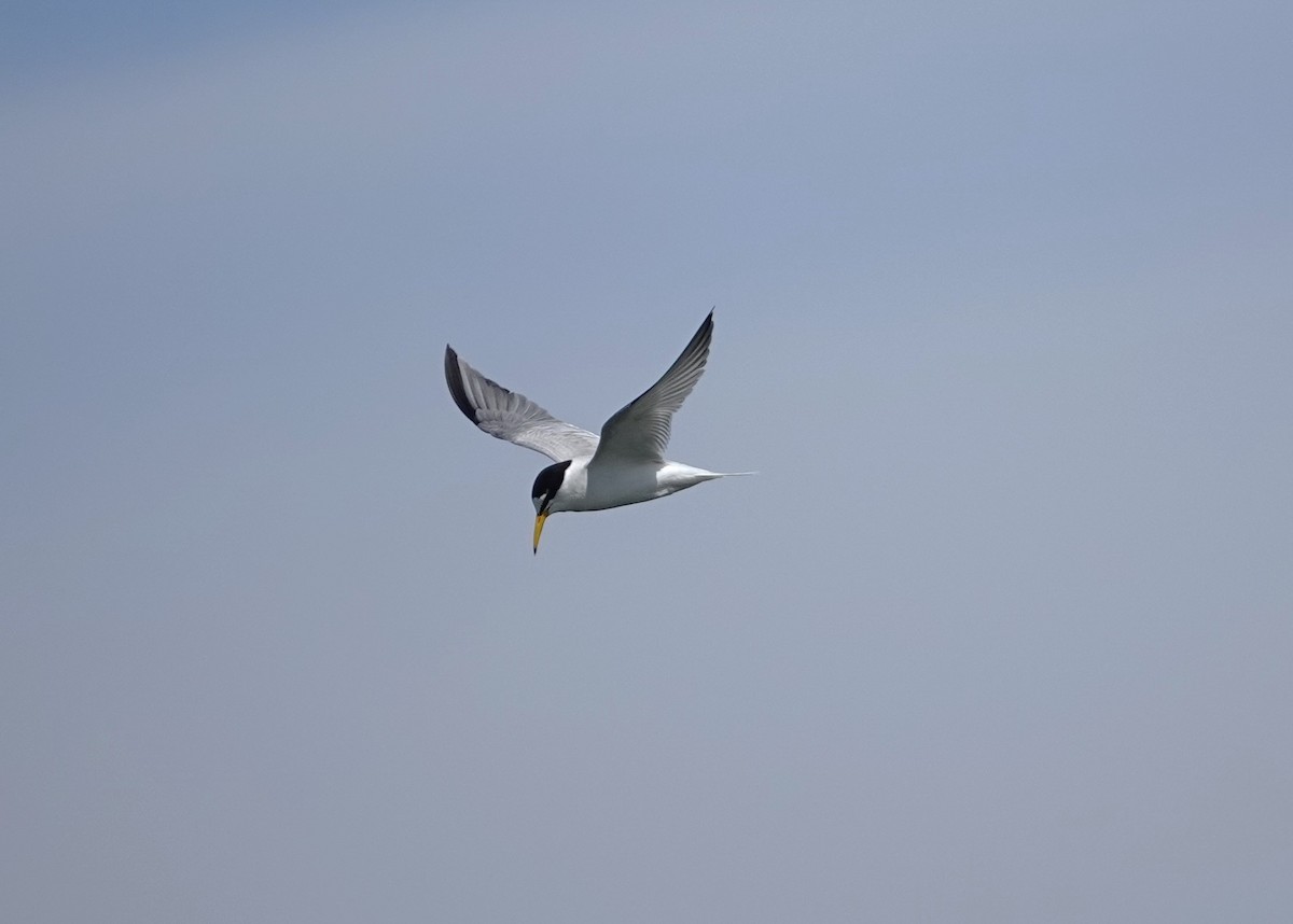 Little Tern - Edurne Ugarte
