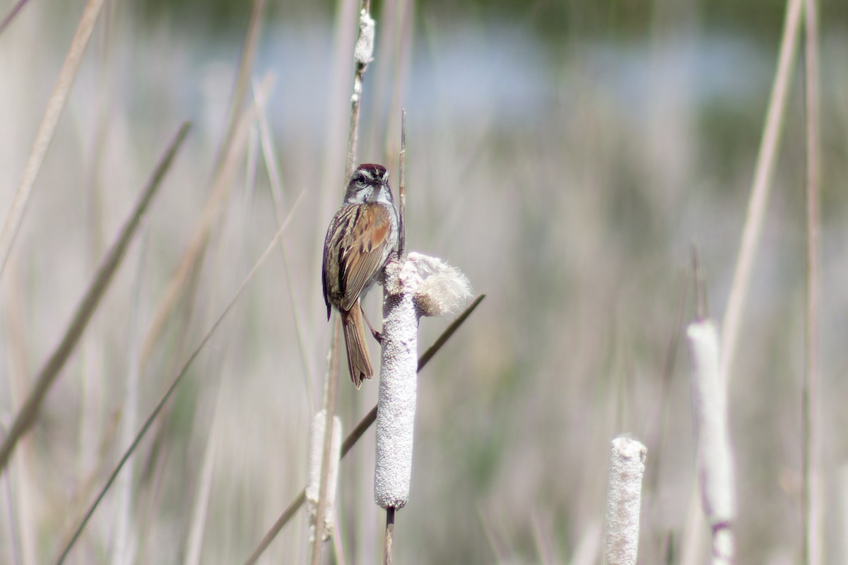 Swamp Sparrow - Gary McLarty
