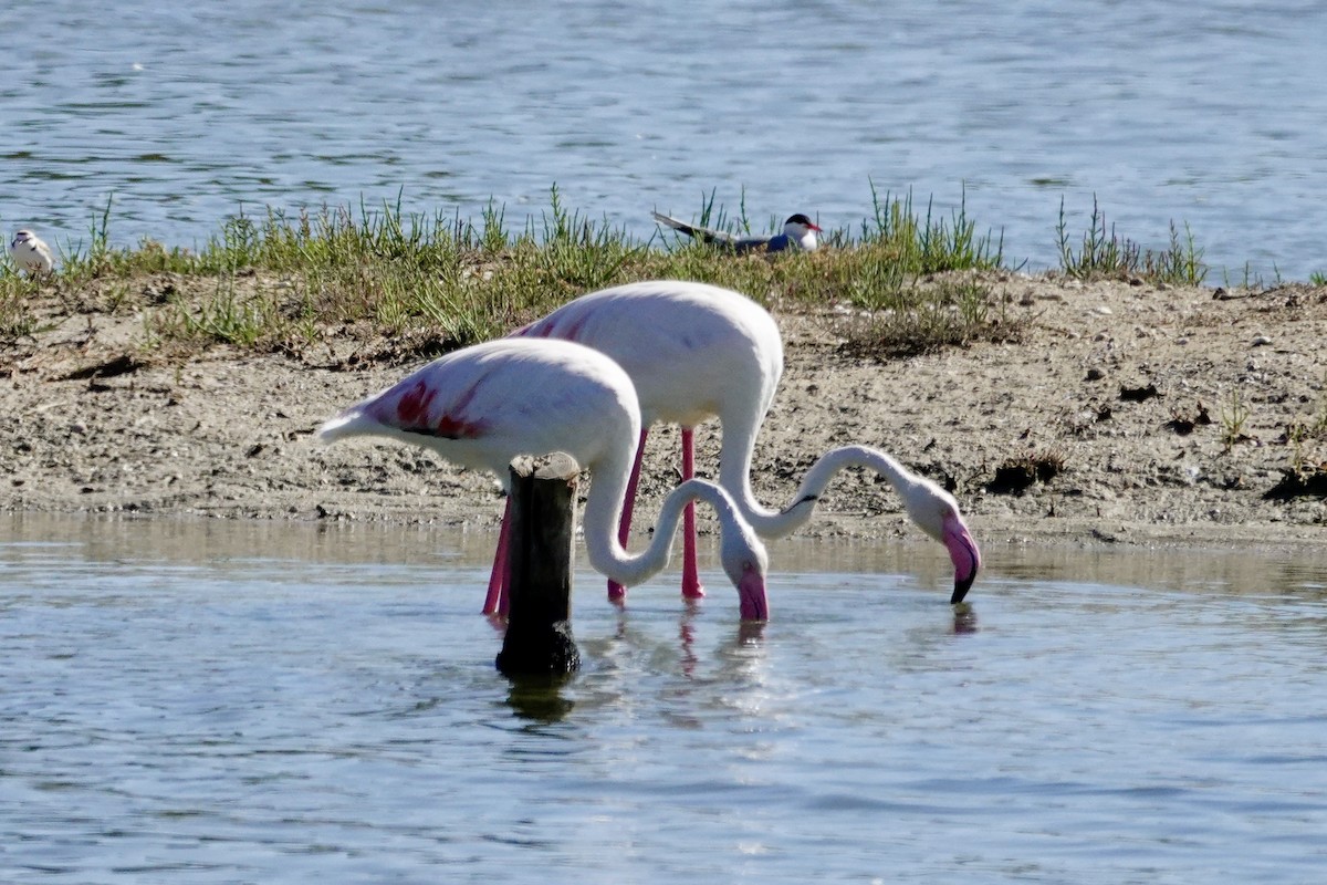 Greater Flamingo - David Ratcliffe