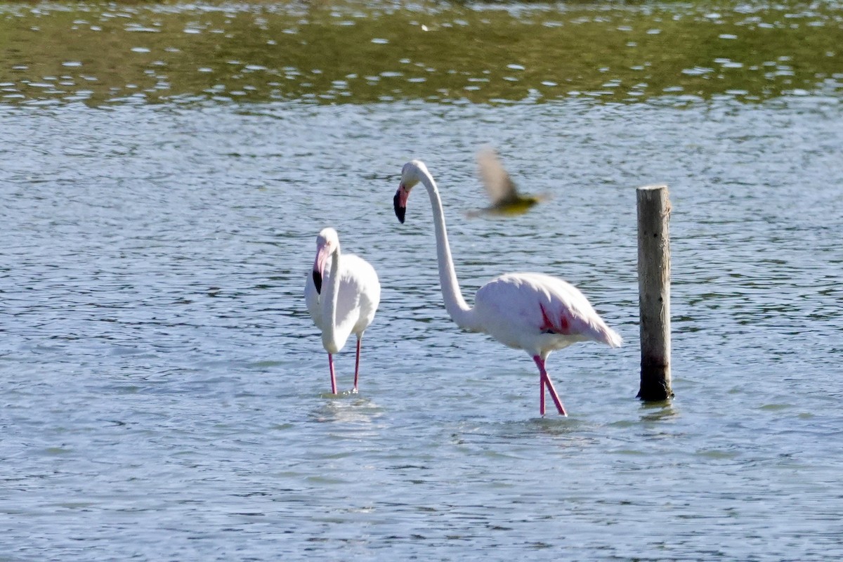 Greater Flamingo - David Ratcliffe