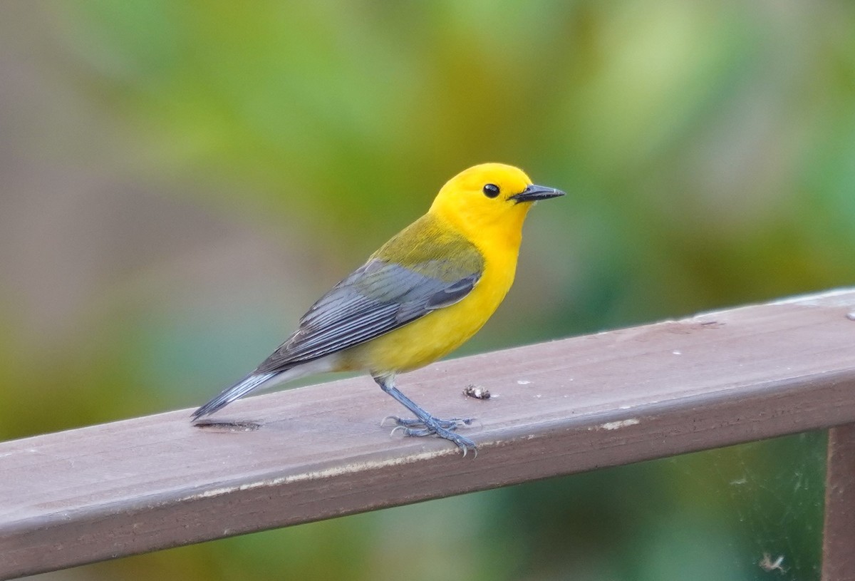 Prothonotary Warbler - ML618810046