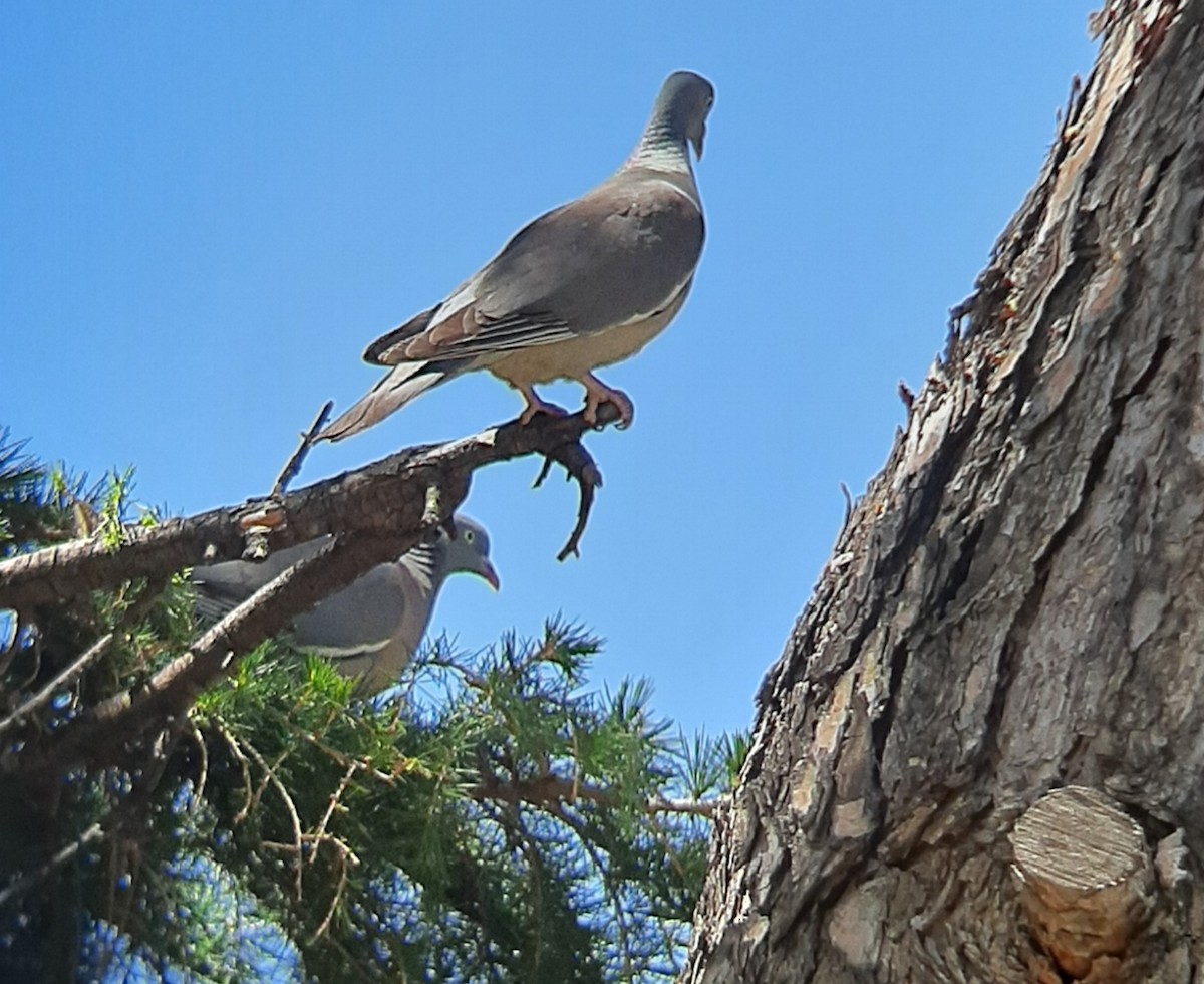 Common Wood-Pigeon - Ángel Luis Neira
