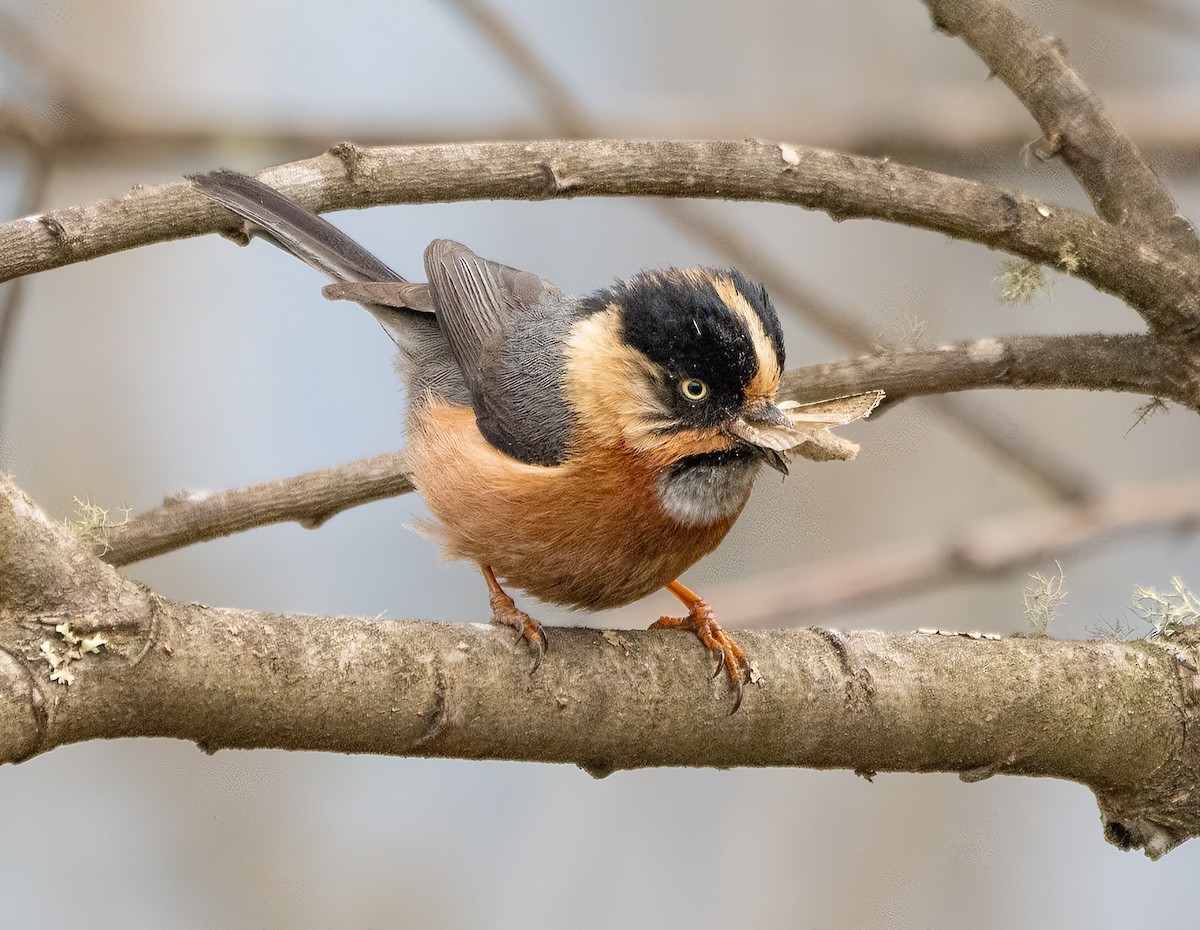Black-browed Tit (Rufous-fronted) - ML618810062