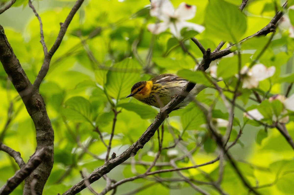 Cape May Warbler - ML618810065