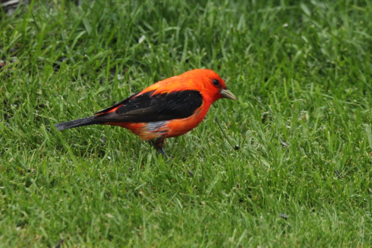 Scarlet Tanager - ML618810072