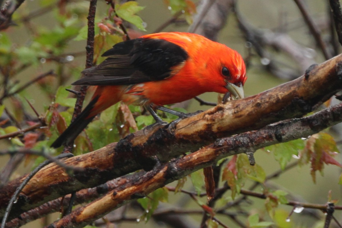 Scarlet Tanager - ML618810077