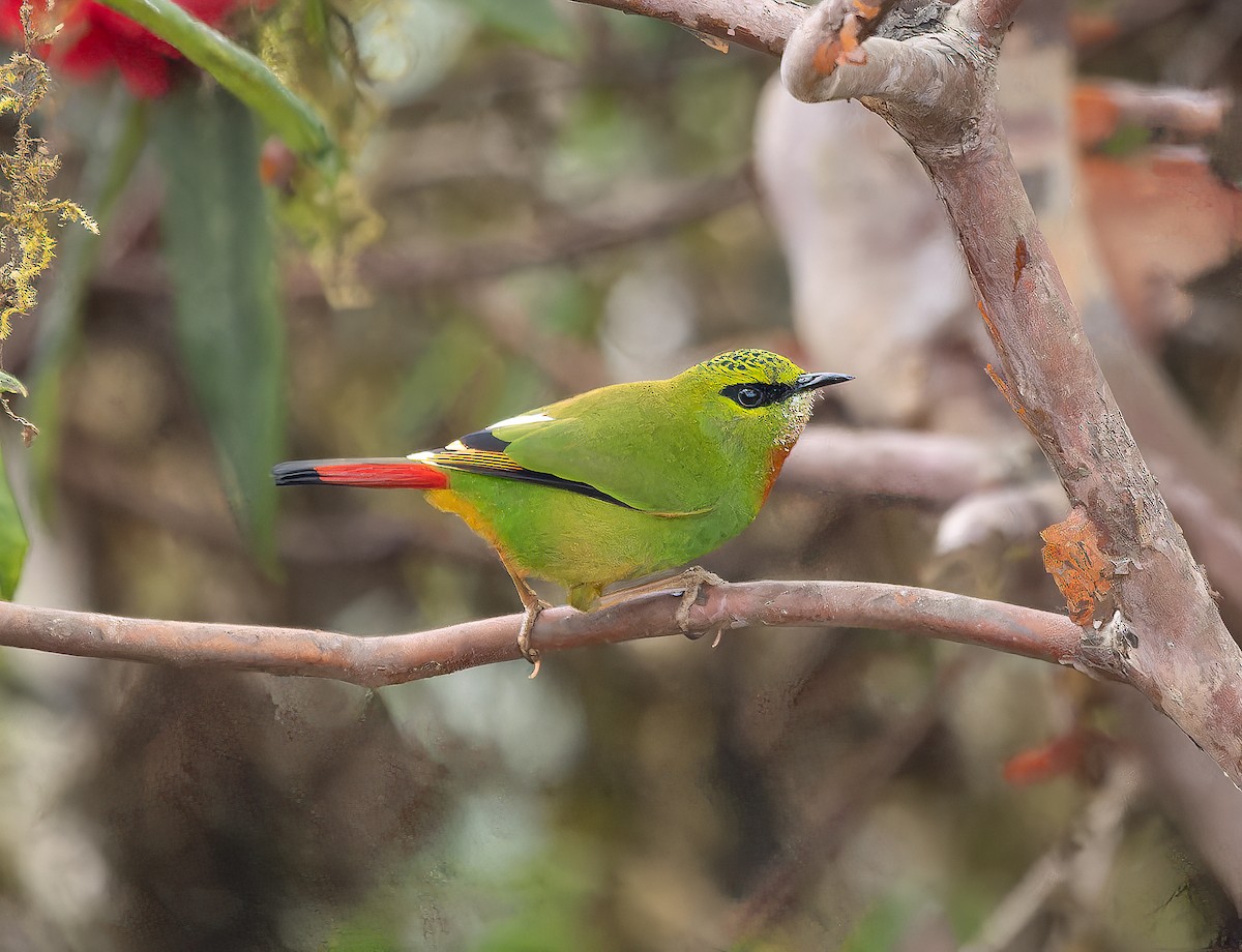 Fire-tailed Myzornis - ML618810081