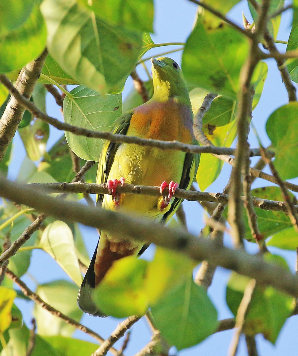 Orange-breasted Green-Pigeon - Neoh Hor Kee