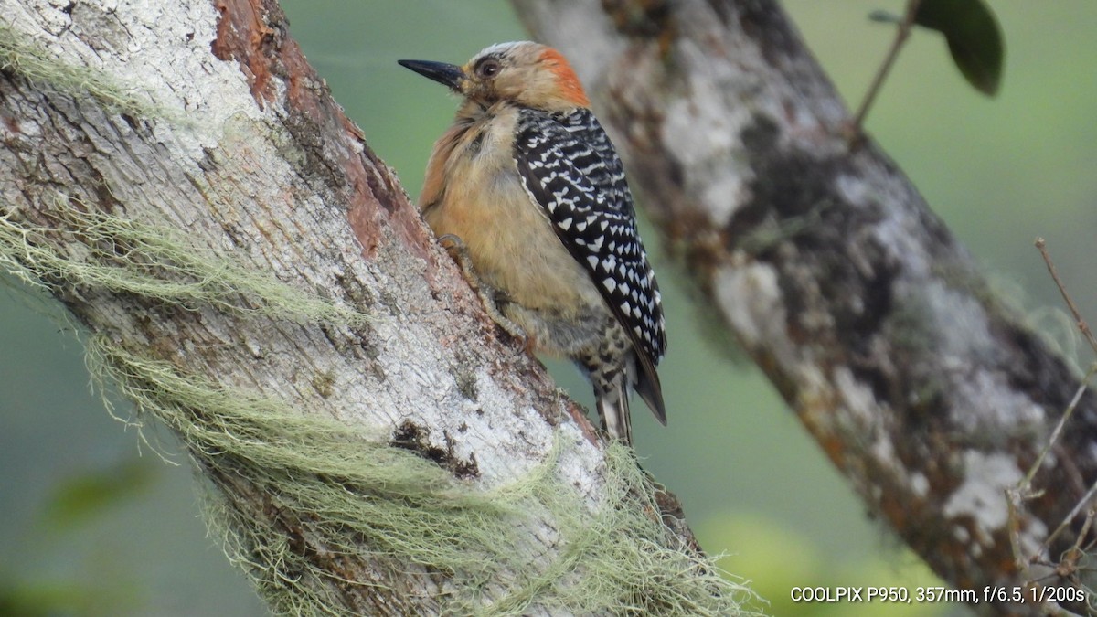 Red-crowned Woodpecker - Nelva de Daly