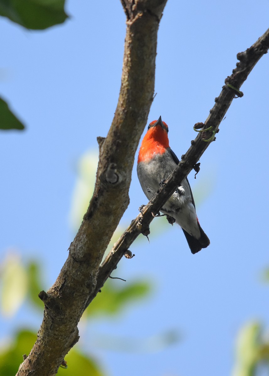 Scarlet-headed Flowerpecker - ML618810187