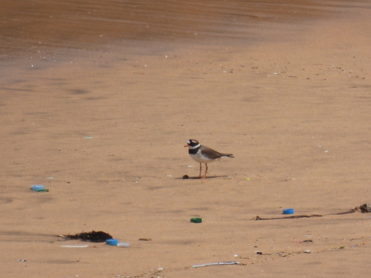 Common Ringed Plover - ML618810197