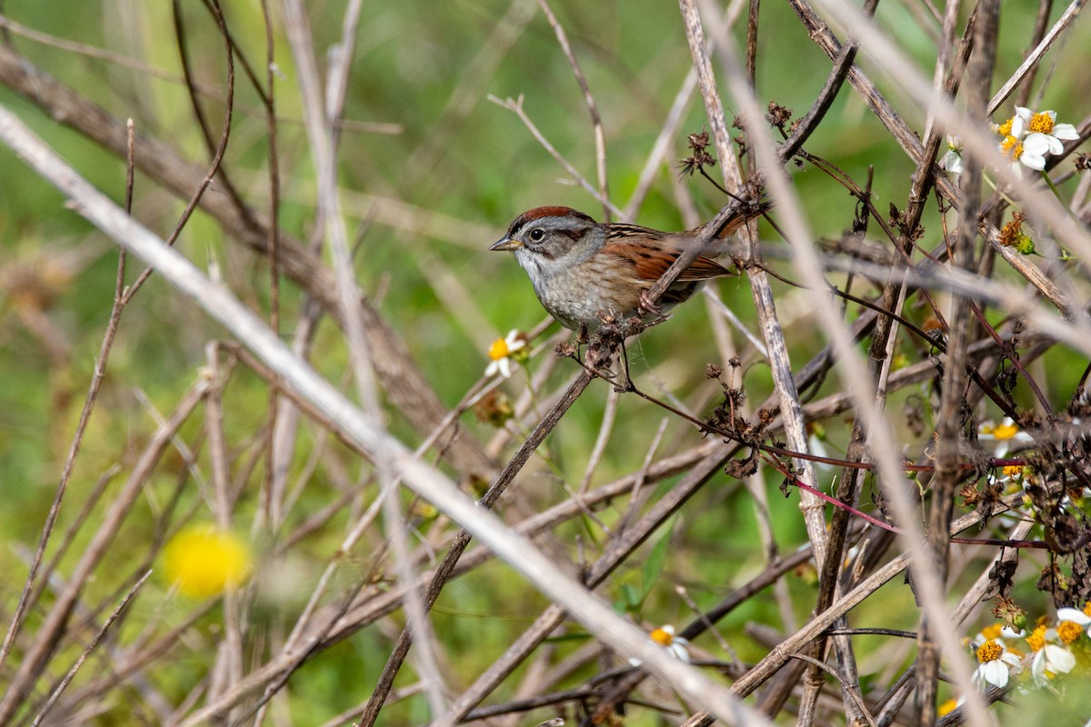 Swamp Sparrow - ML618810203